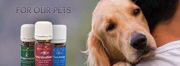 oils for pets