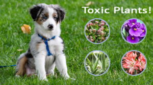 toxic plants for dogs