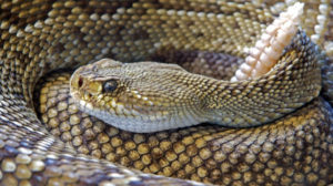 pet groomer temecula rattlesnake pet safety