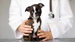 pet vaccine guidelines