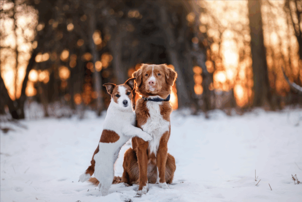 Picture of Cold Weather Grooming Tips - Dog Grooming School - Pet Grooming Services